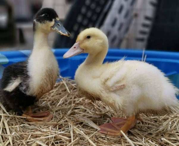 Do Ducks Make Good 'Pets'?